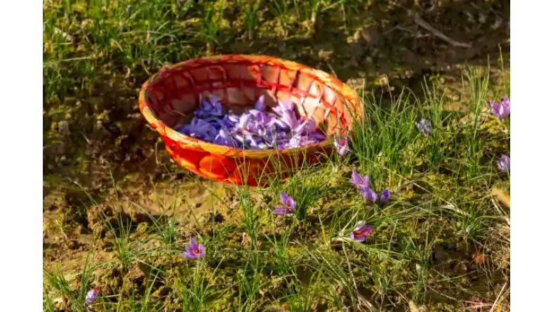 آبیاری تابستانه زعفران