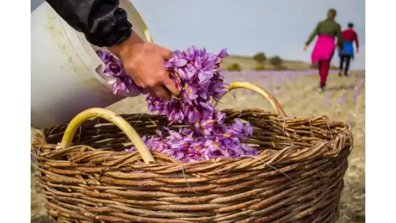 آبیاری زعفران در زمستان