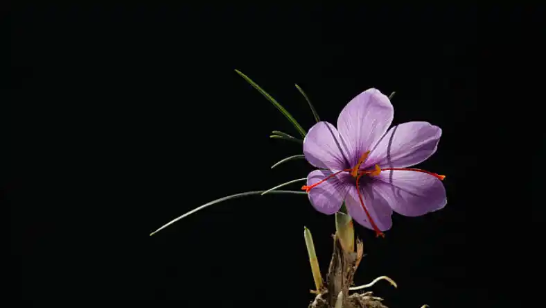 آبیاری زعفران چگونه است