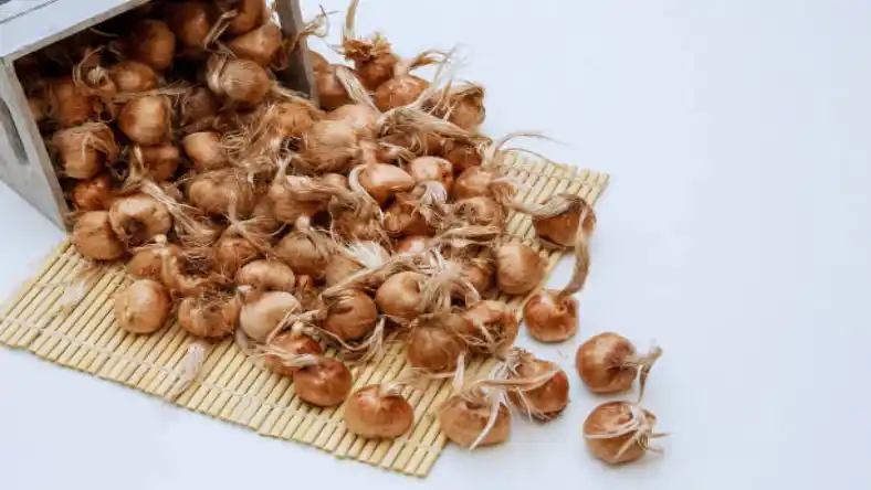 بذر زعفران را از کجا تهیه کنیم