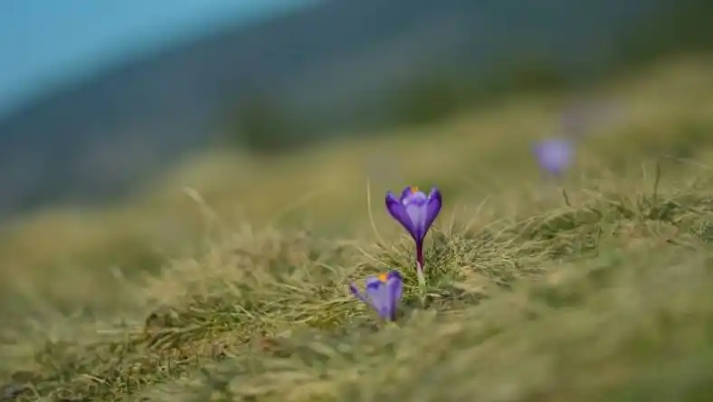 بهترین زمان سمپاشی زعفران
