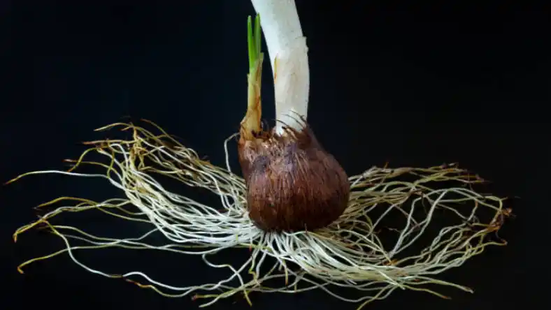 بهترین پیاز زعفران