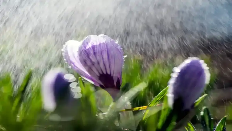 دفعات آبیاری زعفران