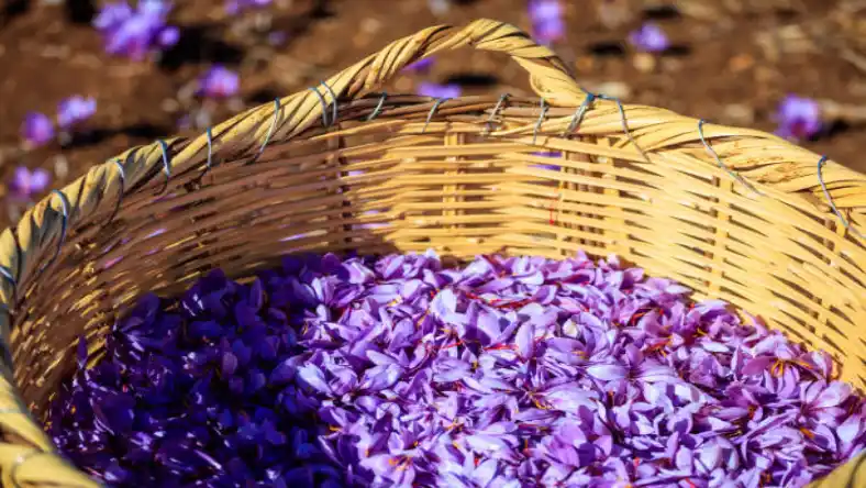 زعفران گلخانه ای در سال چند بار گل میدهد