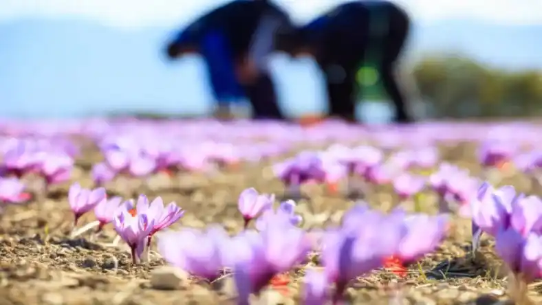 زمان آبیاری زعفران در مناطق سردسیر