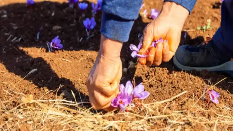 زمان استفاده از کود سولو پتاس برای زعفران