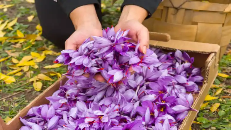 زمان کاشت زعفران در آذربایجان شرقی