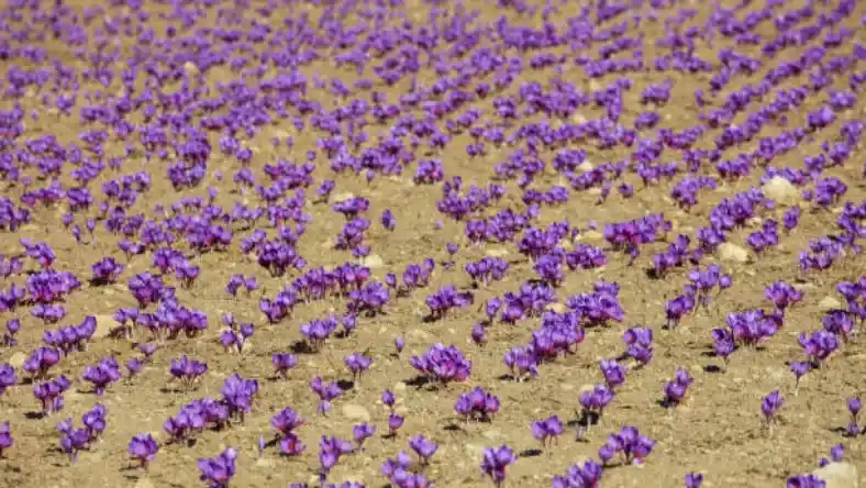 زمان کاشت زعفران در مناطق گرمسیر