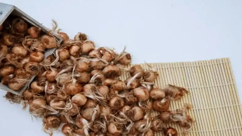 پیاز زعفران کیلویی چند
