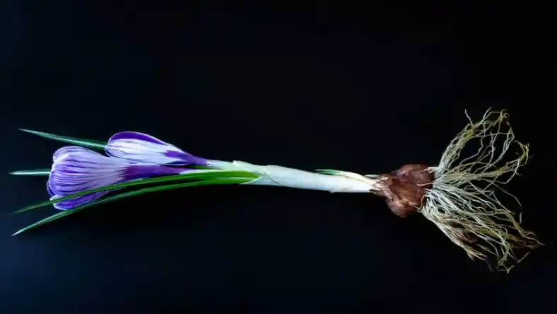 کاشت زعفران در مناطق خشک