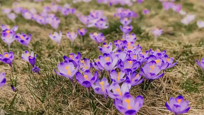 کاشت و آبیاری زعفران