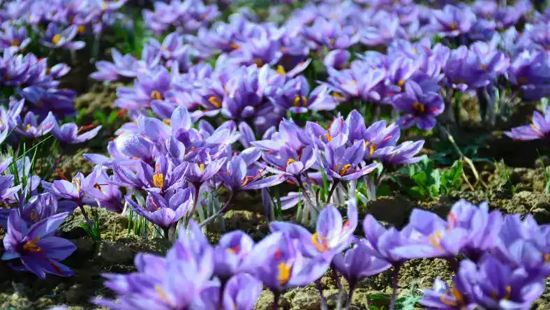 کشت زعفران بدون خاک