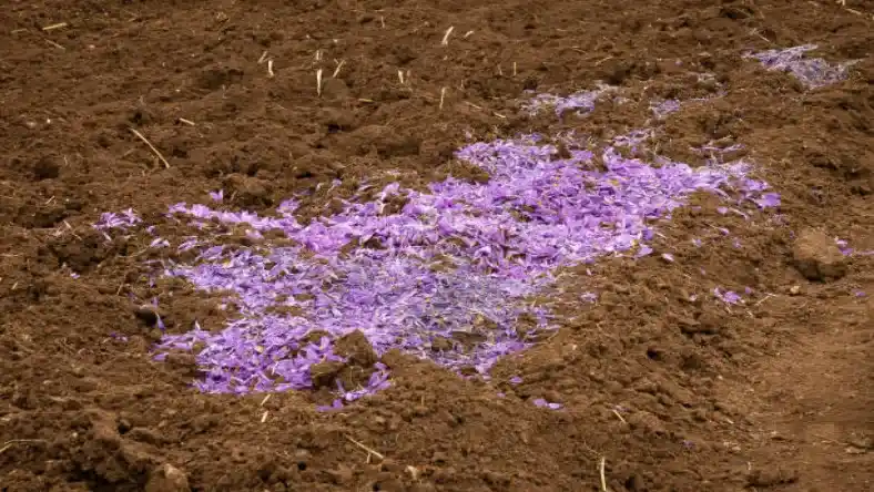کود 2020 برای زعفران