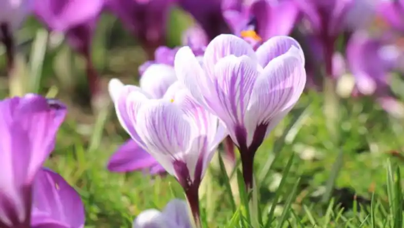 آموزش تصویری کاشت زعفران گلخانه ای