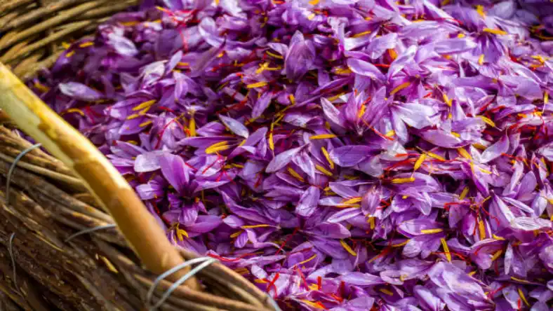 آموزش کشت زعفران گلخانه ای در شیراز