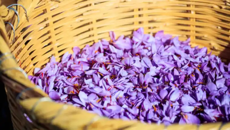 ایده فروش زعفران