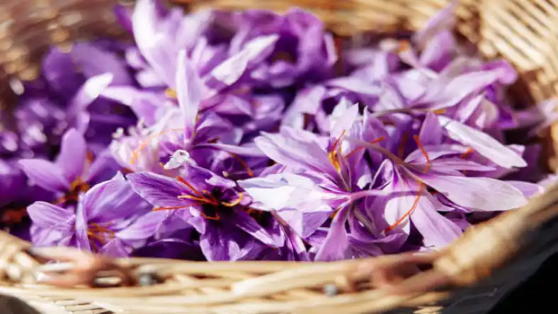 بیماری زوال زعفران