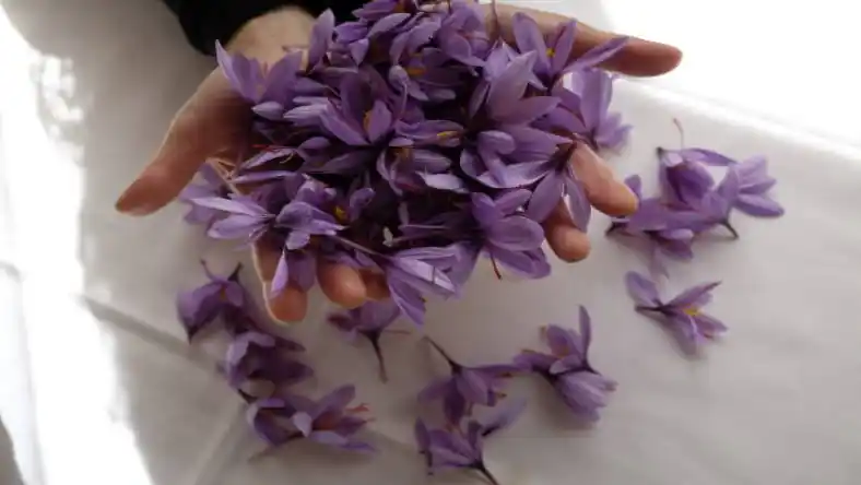 خرید پیاز زعفران در کرمانشاه