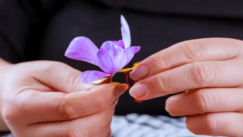 خسارت به زمینهای زعفران