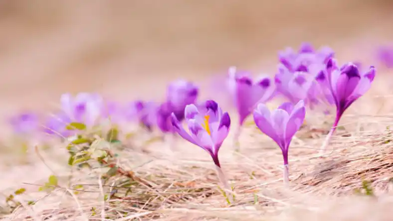 دانلود جزوه زعفران