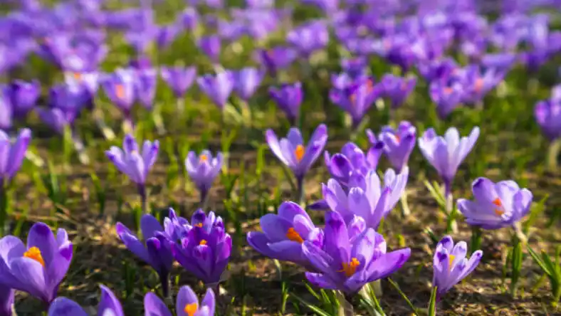 دانلود کتاب کشت زعفران گلخانه ای