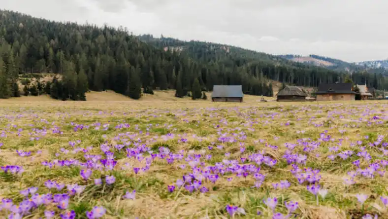 زعفران گلخانه ای در سال چند بار محصول میدهد