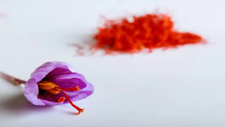 زمان استفاده از گوگرد مایع برای زعفران