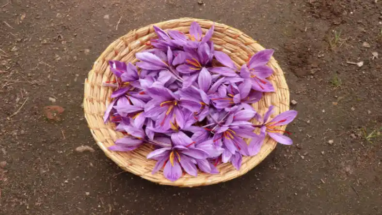 سود تجارت چمدانی زعفران