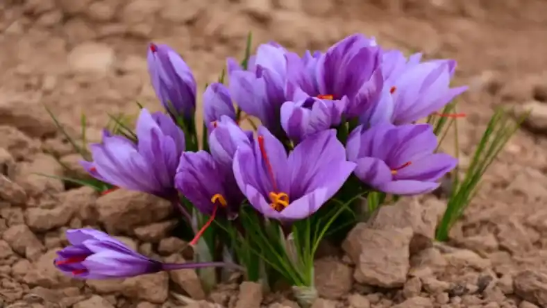 محلول پاشی زعفران
