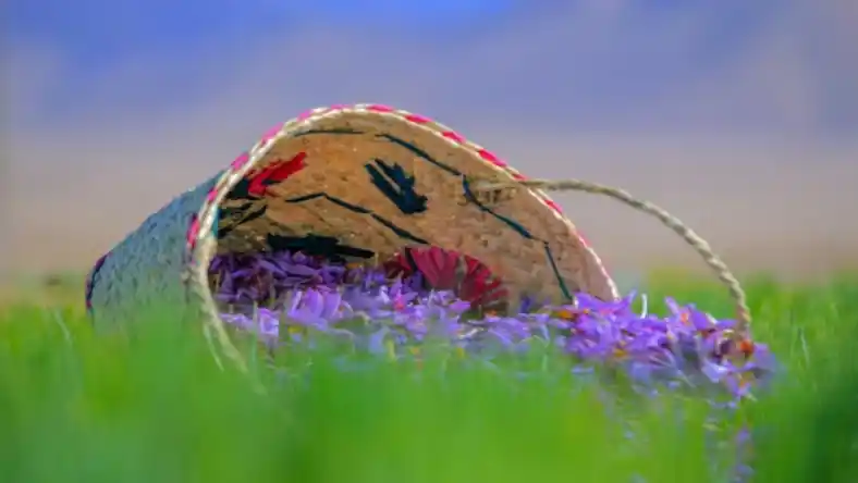 مراحل کاشت زعفران در زمین کشاورزی