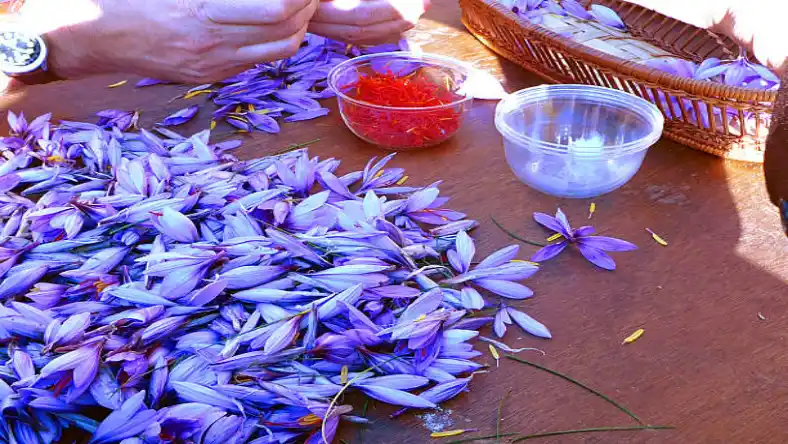 مرکز فروش پیاز زعفران در تهران