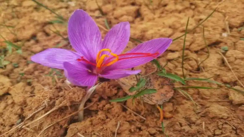 مزایای کشت زعفران