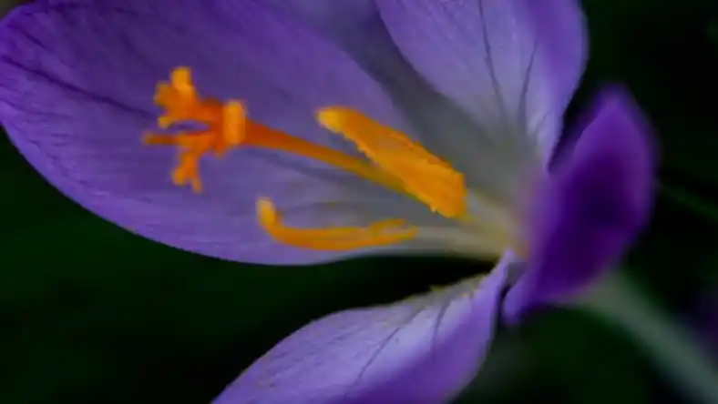 مشتریان زعفران چه کسانی هستند