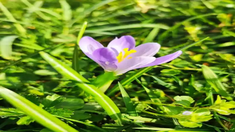 میزان برداشت زعفران امسال