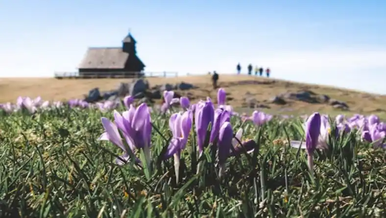 نحوه کاشت زعفران در مازندران