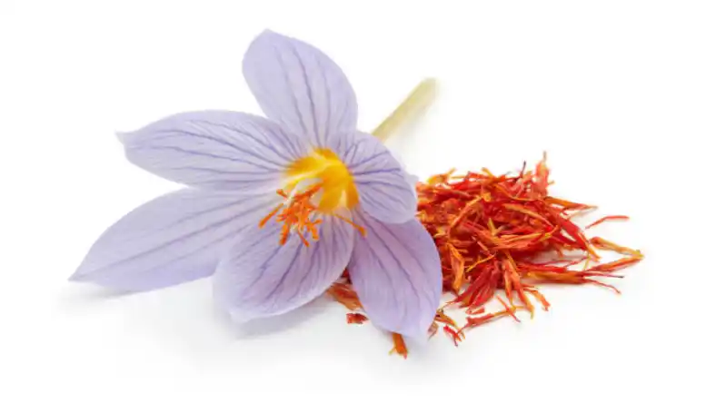چراندن مزرعه زعفران