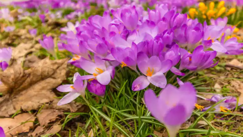 کشت زعفران در مناطق کوهستانی