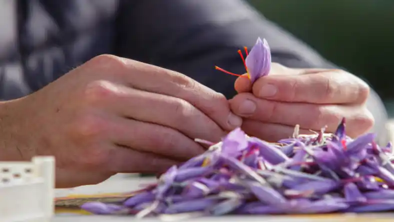 کشت هیدروپونیک زعفران در اصفهان