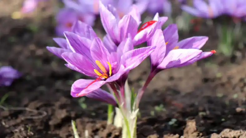 کشت گلخانه ای زعفران در مازندران