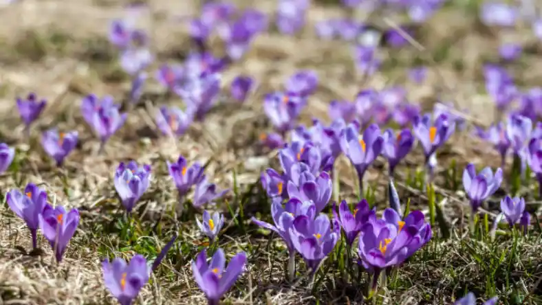کود آهن برای زعفران