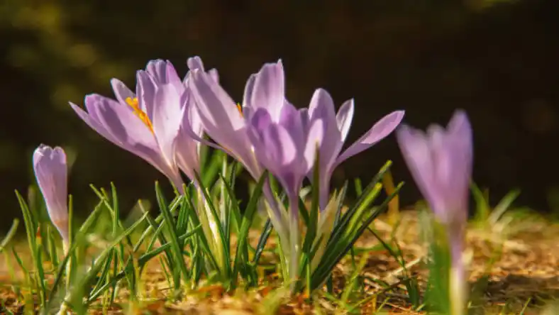 کود برای رشد پیاز زعفران