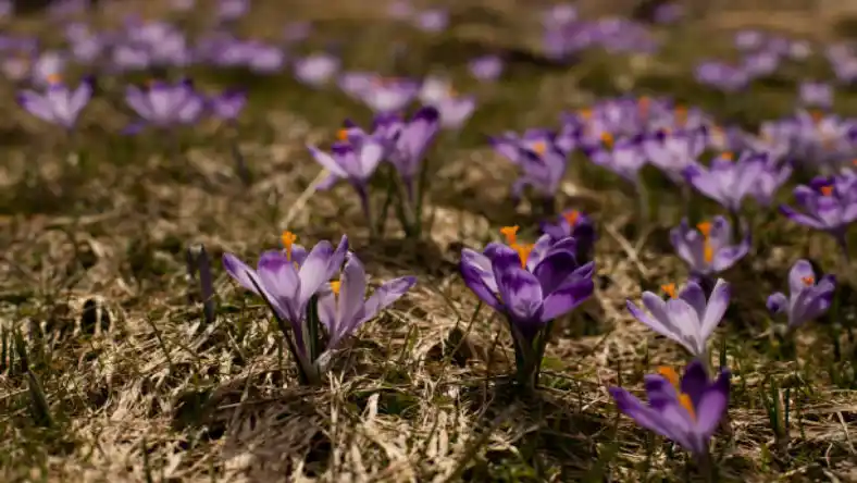 کود رویش سبز برای زعفران