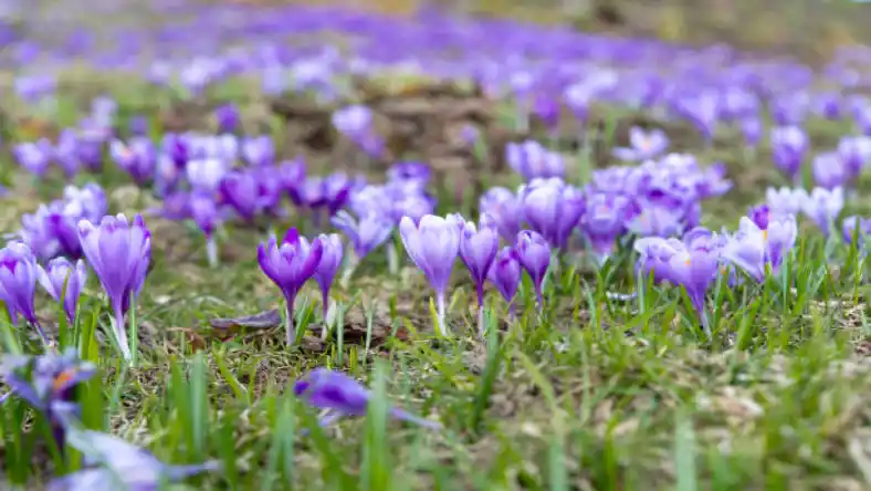 کود سولوپتاس برای زعفران