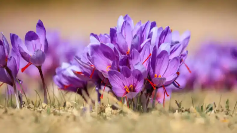 کود مرغی برای زعفران