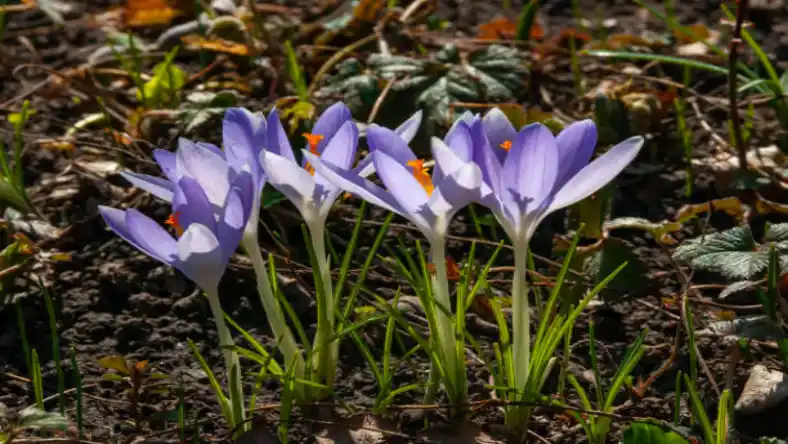 کود پتاس بالا برای زعفران