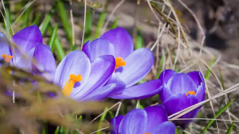 کود گوسفندی برای زعفران