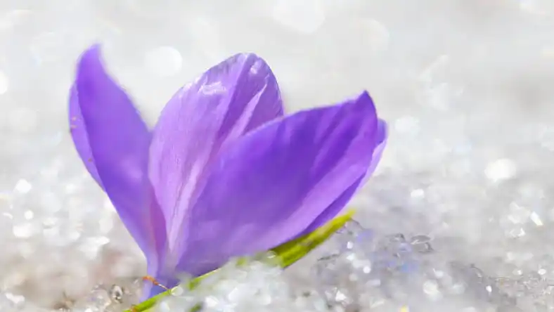 آموزش کشت زعفران گلخانه ای در خانه
