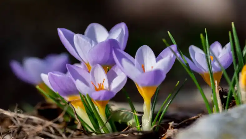 اسید آمینه برای زعفران