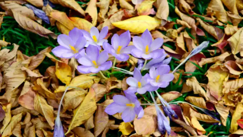 خاک لومی شنی برای زعفران