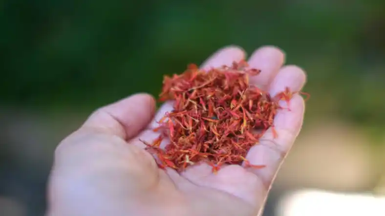 خرید دستگاه زعفران چین